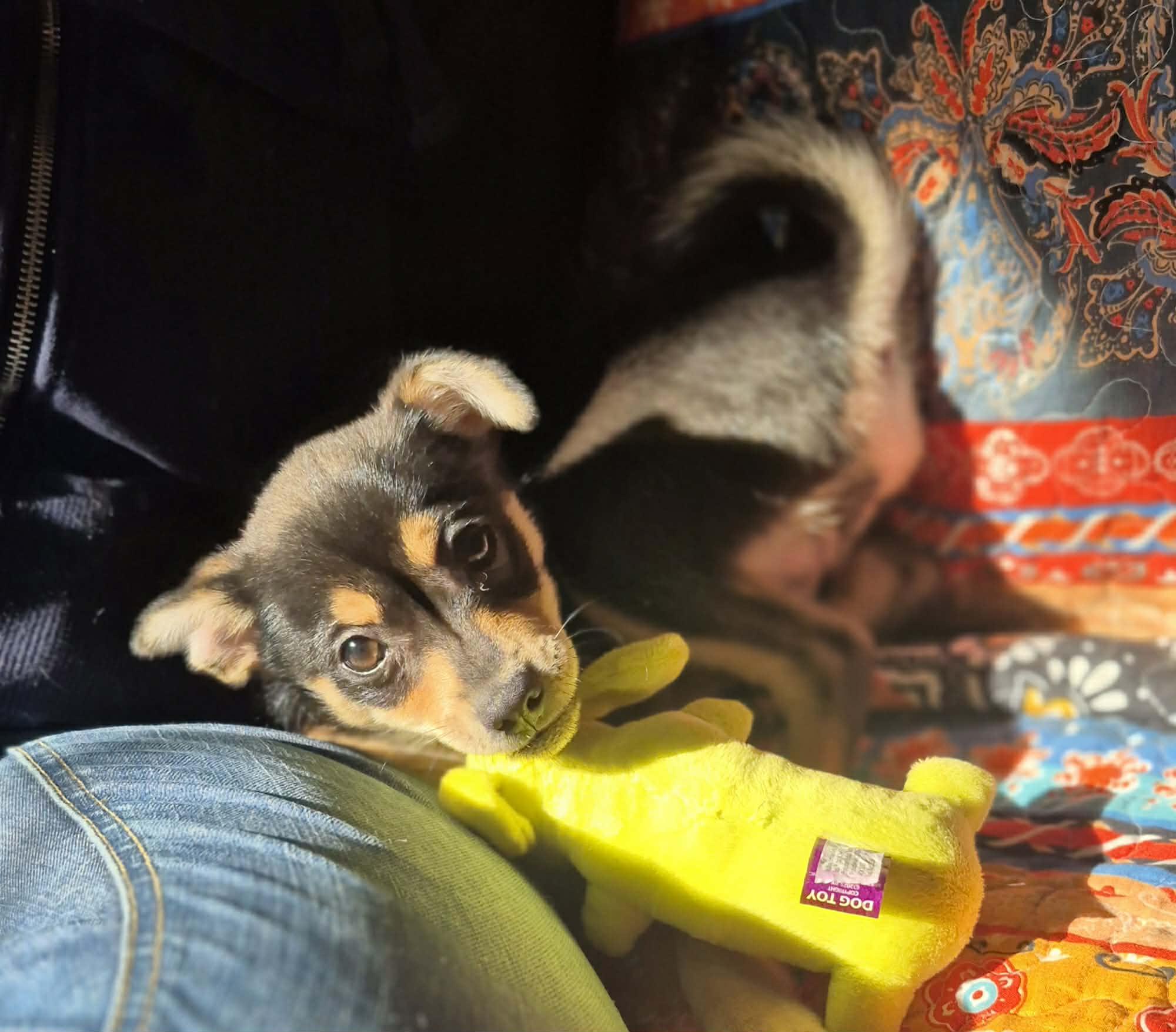 Enlarge Minnie, an adopted mixed breed in Boston, MA image 4/6