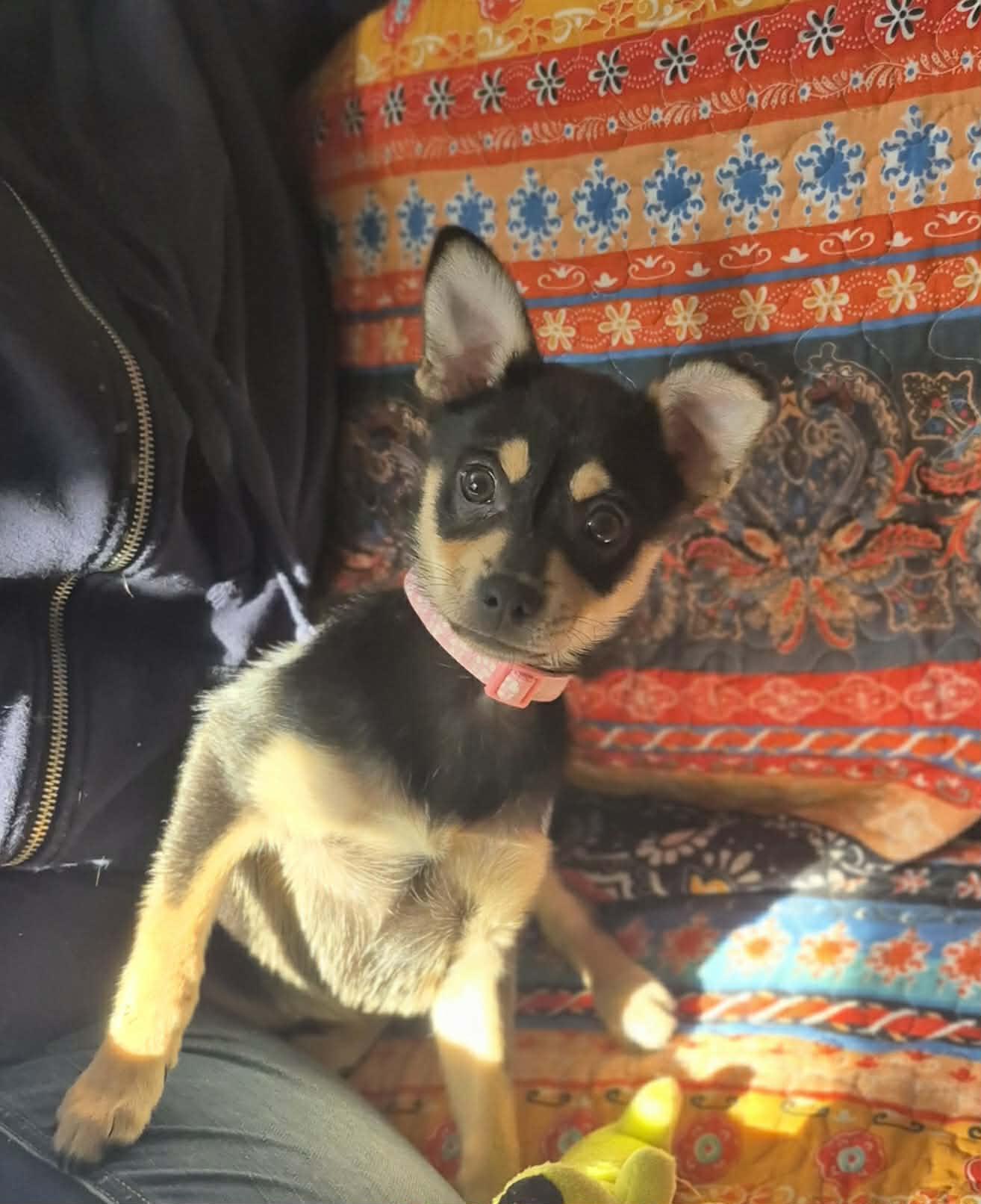 Minnie, adopted, Puppy Female Pomeranian.