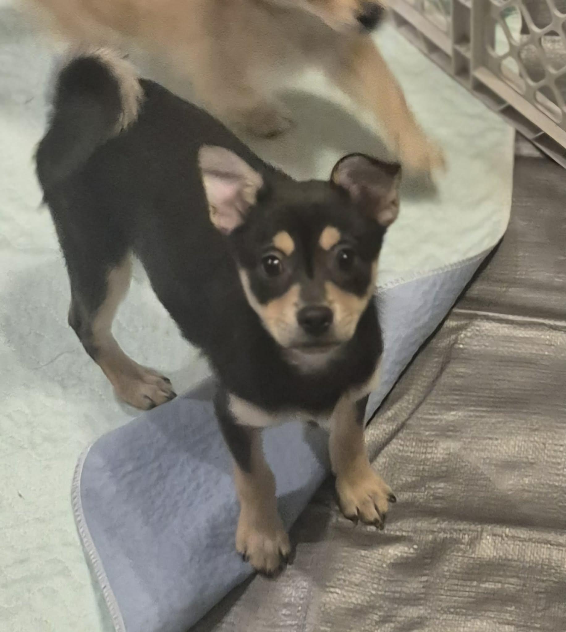 Enlarge Minnie, an adopted mixed breed in Boston, MA image 3/6