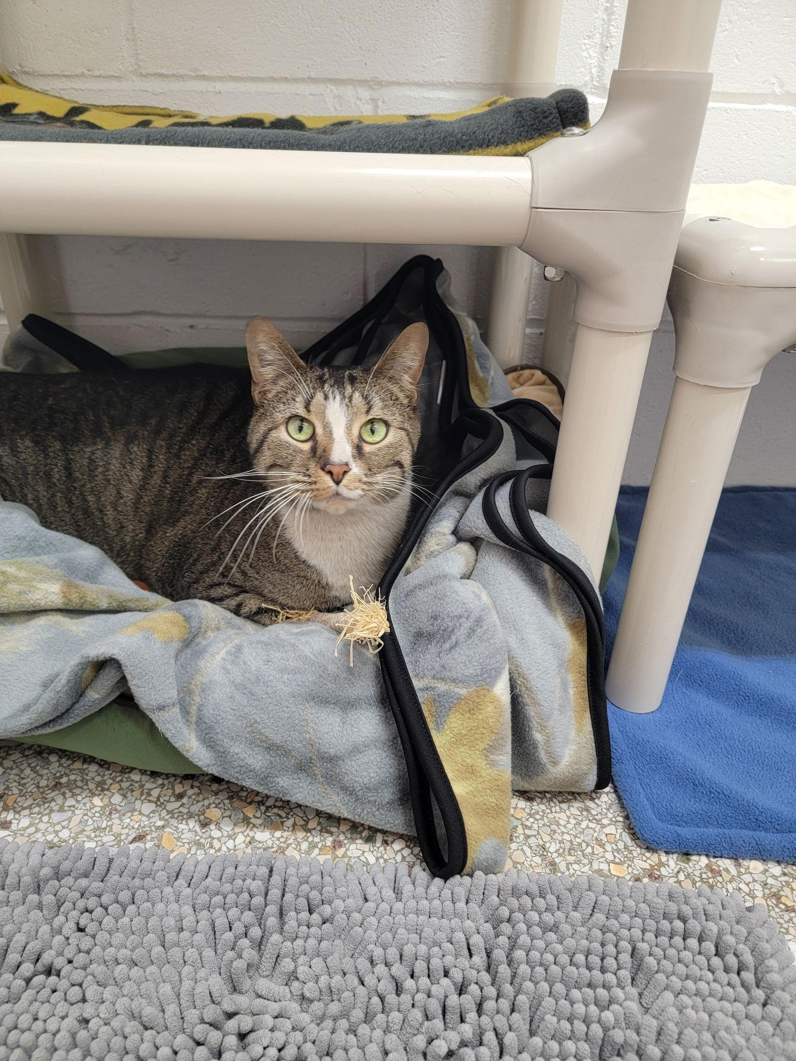 Brain, Adoptable, Young Male Domestic Short Hair & Tabby.