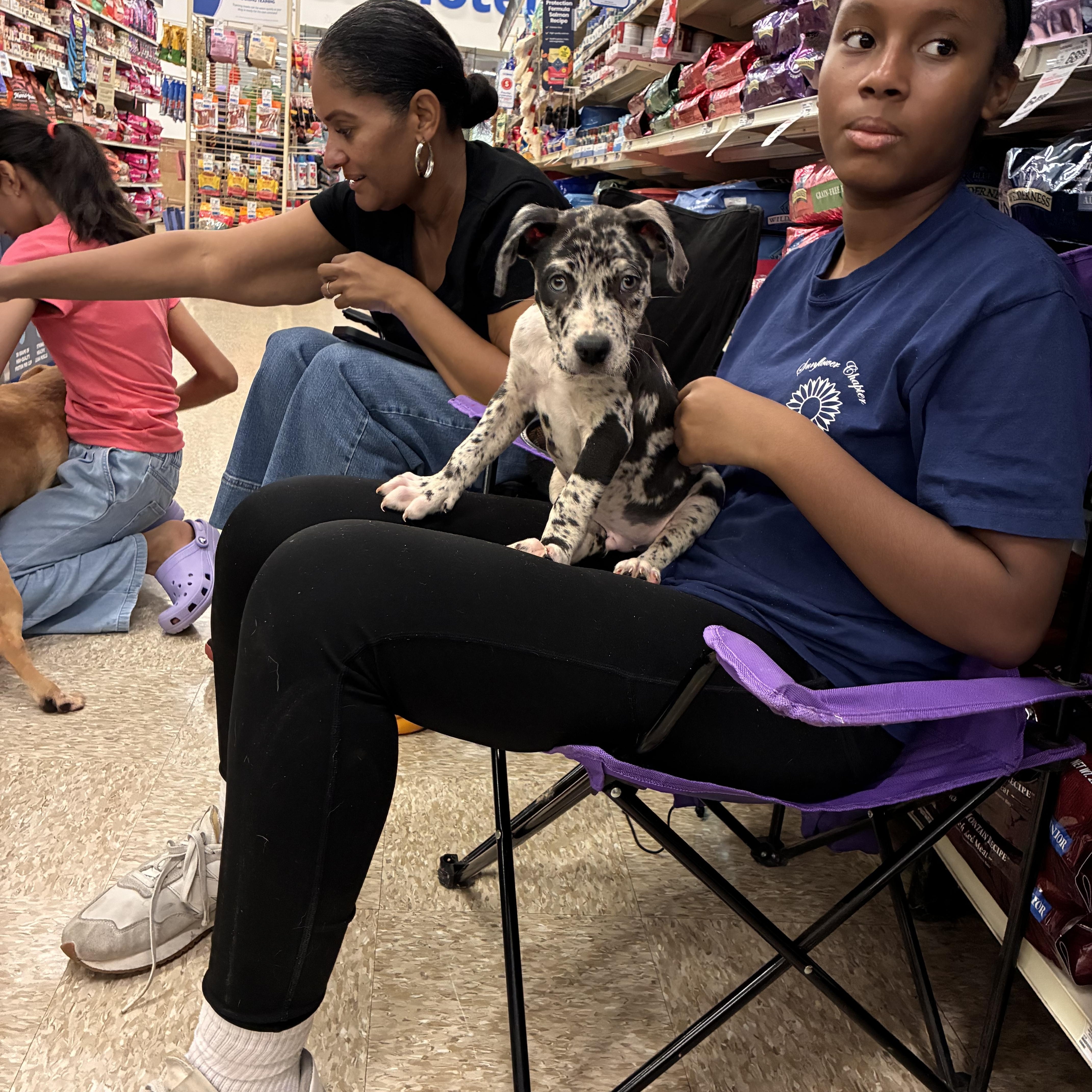 Enlarge walmart, a Adopted mixed breed in Plano, TX image 2/2