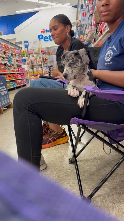 Enlarge walmart, a Adopted mixed breed in Plano, TX video 1/2