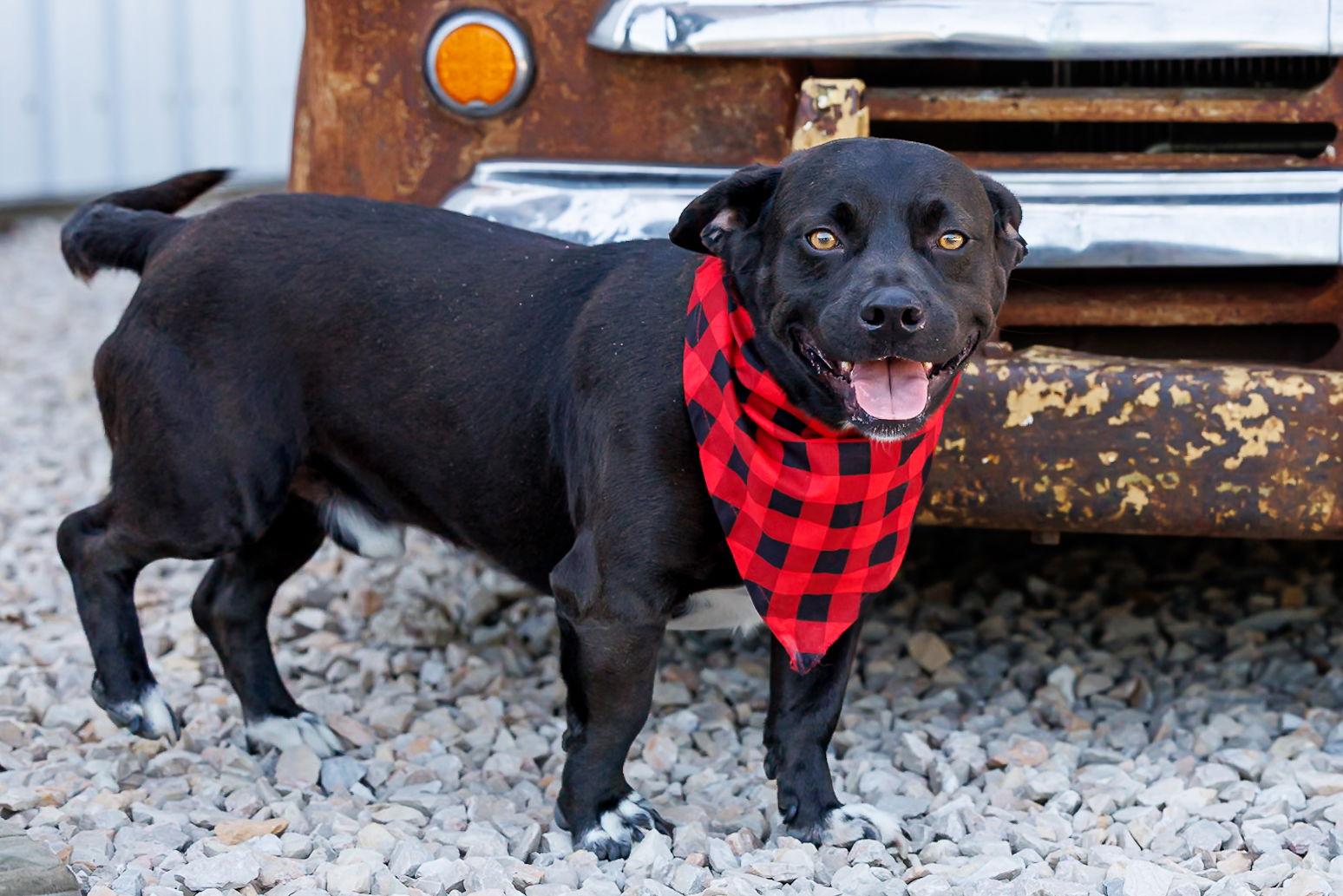Enlarge Porkie - Diamond Dog, a Adoptable mixed breed in McKinney, TX image 1/3