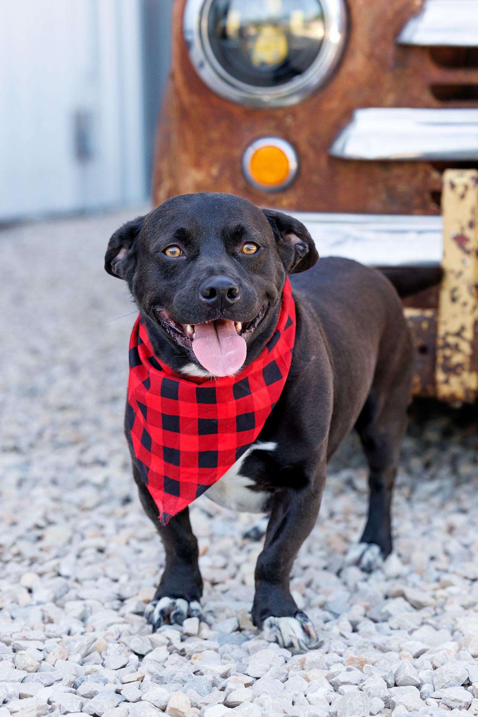 Enlarge Porkie - Diamond Dog, a Adoptable mixed breed in McKinney, TX image 3/3