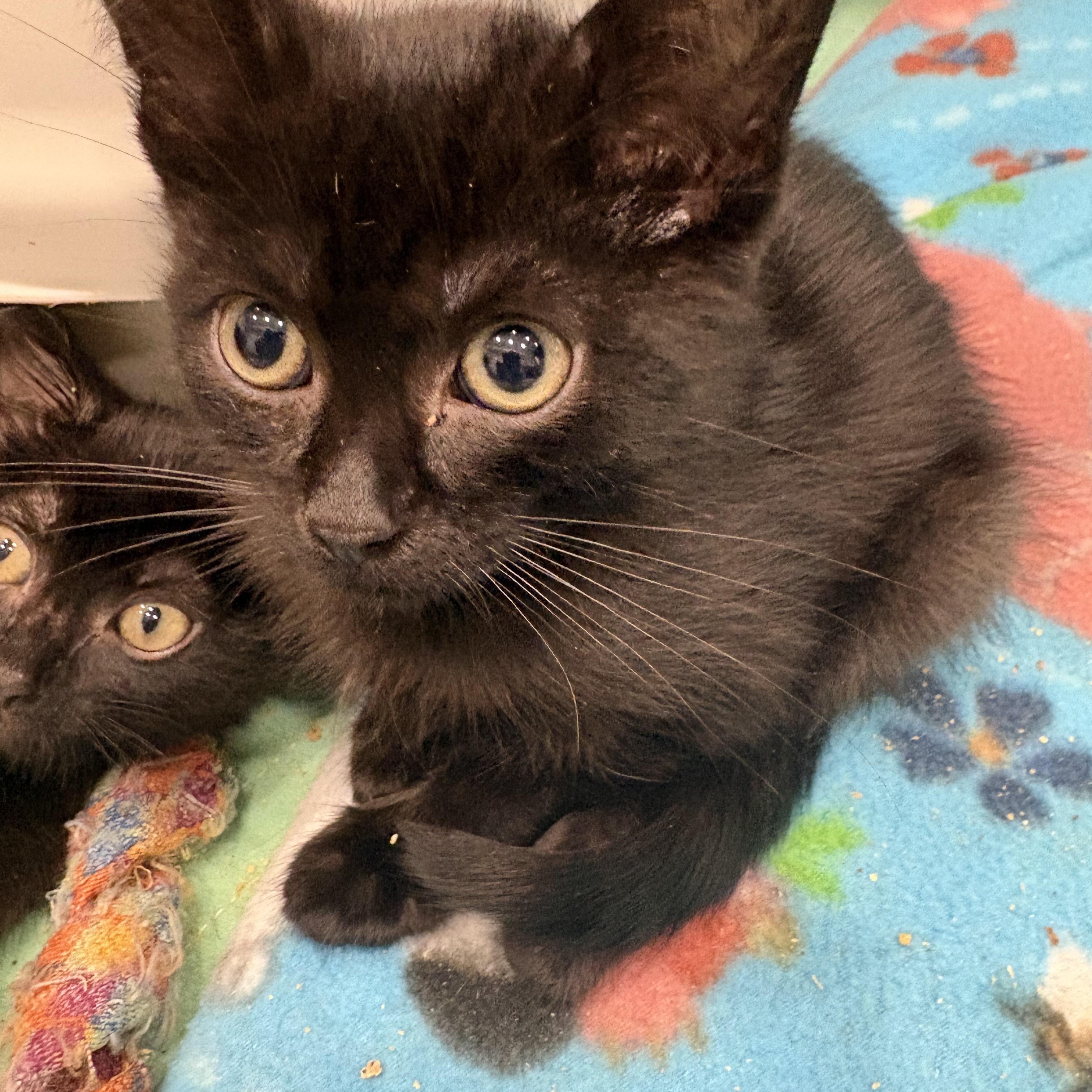 Inky, Adoptable, Kitten Male Domestic Short Hair.