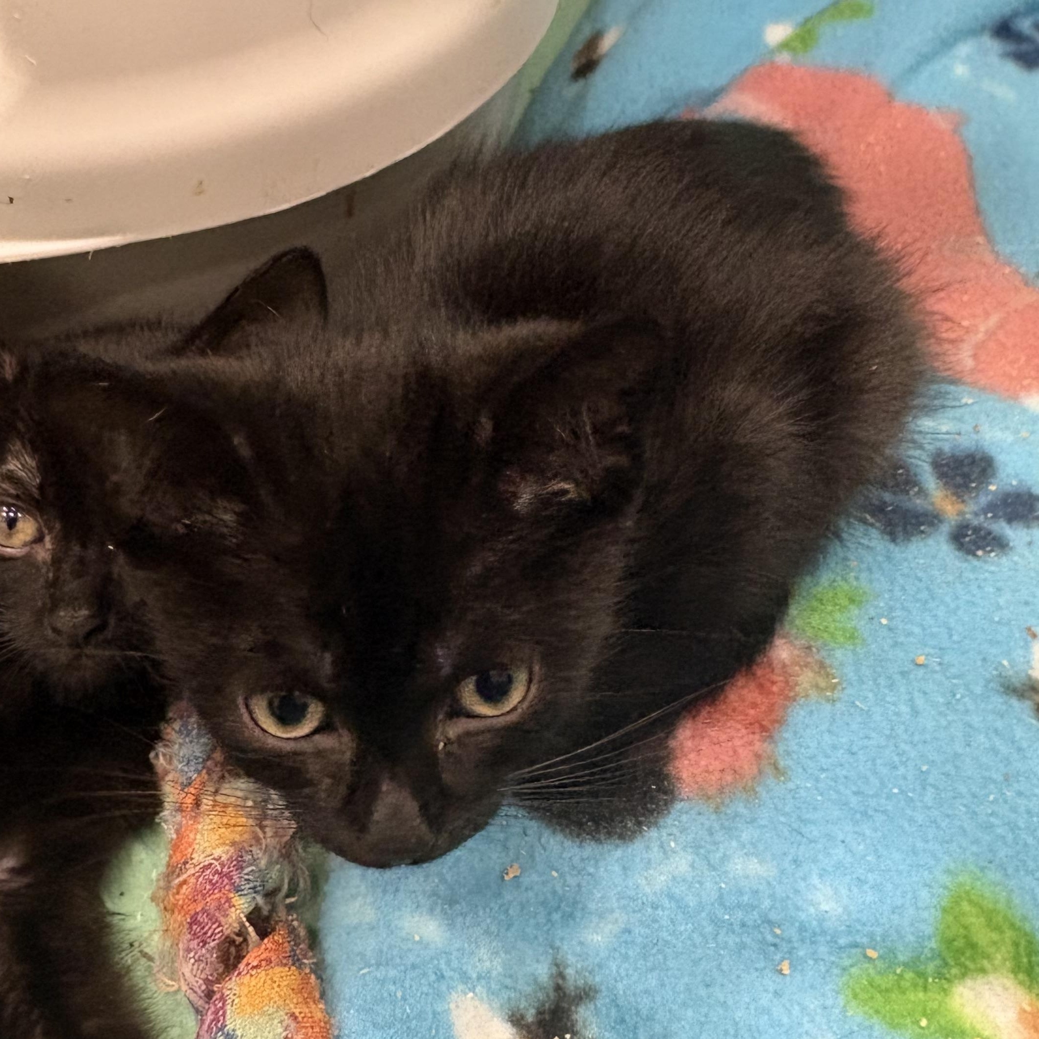 Inky, a Adoptable Domestic Short Hair in Beaufort, SC image 5/6