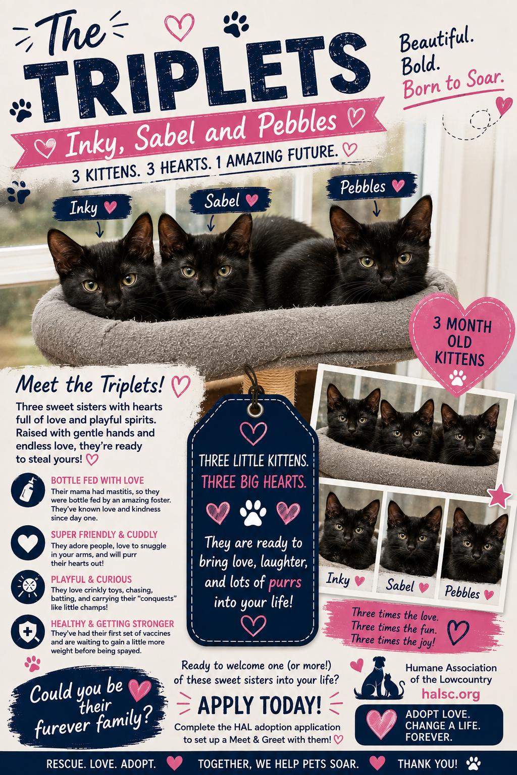 Inky, a Adoptable Domestic Short Hair in Beaufort, SC image 2/6