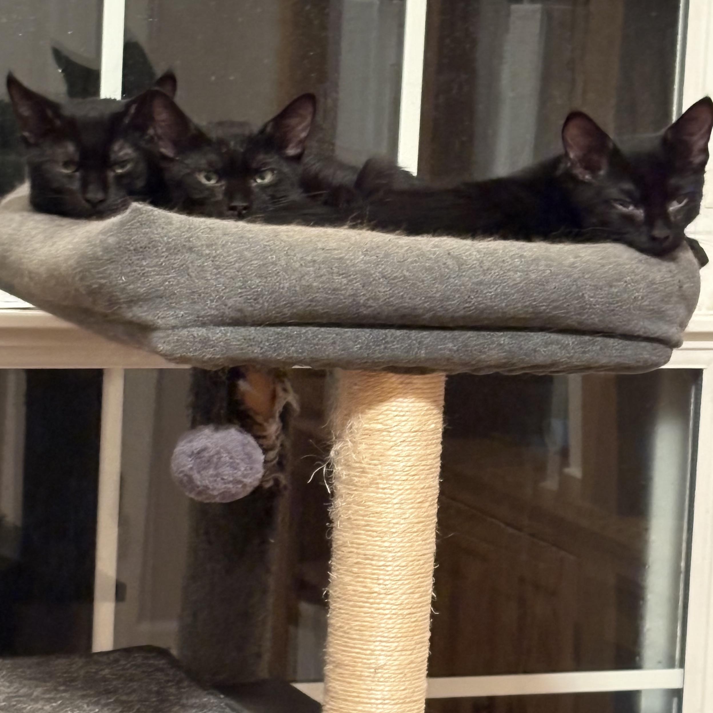 Inky, a Adoptable Domestic Short Hair in Beaufort, SC image 4/6