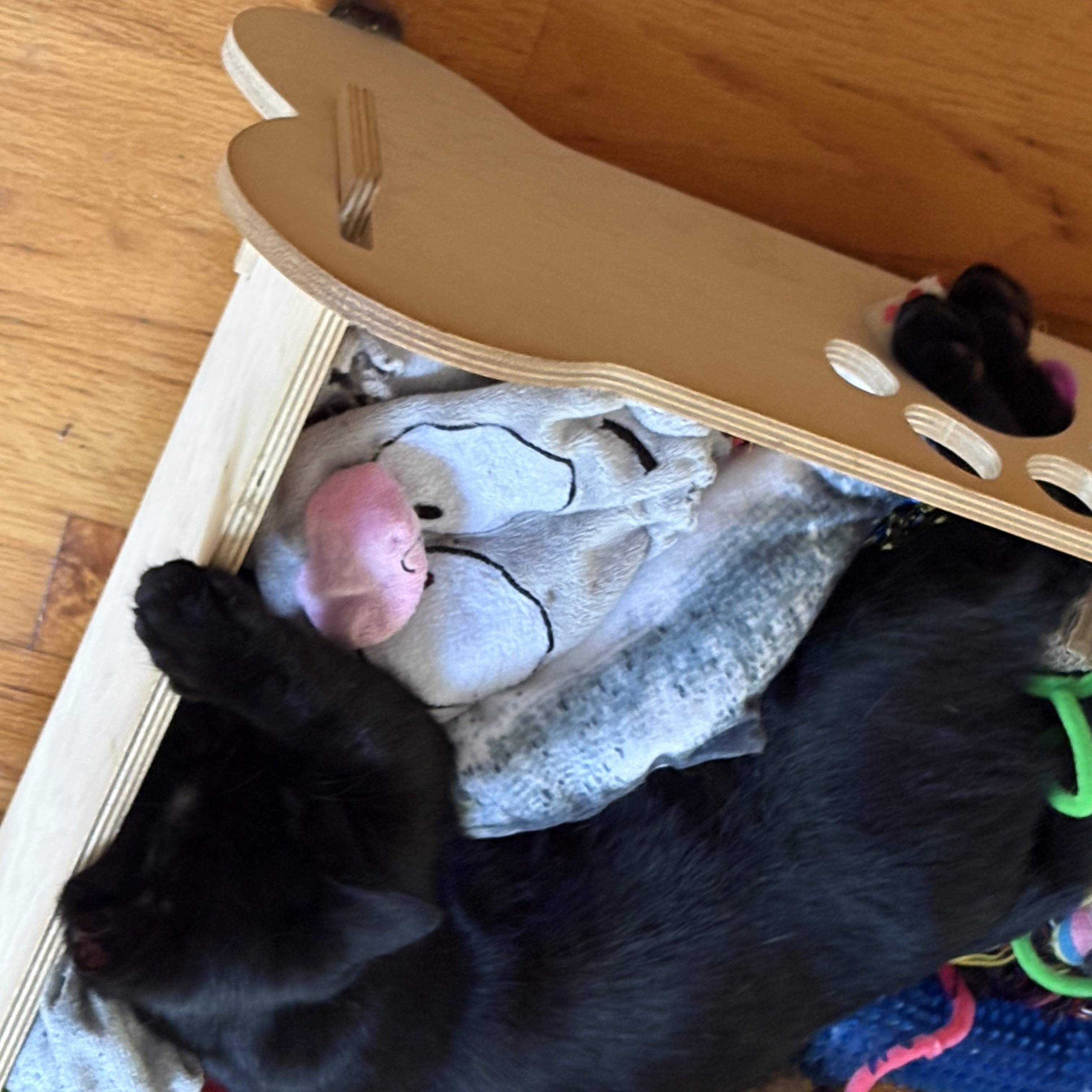 Inky, a Adoptable Domestic Short Hair in Beaufort, SC image 3/6