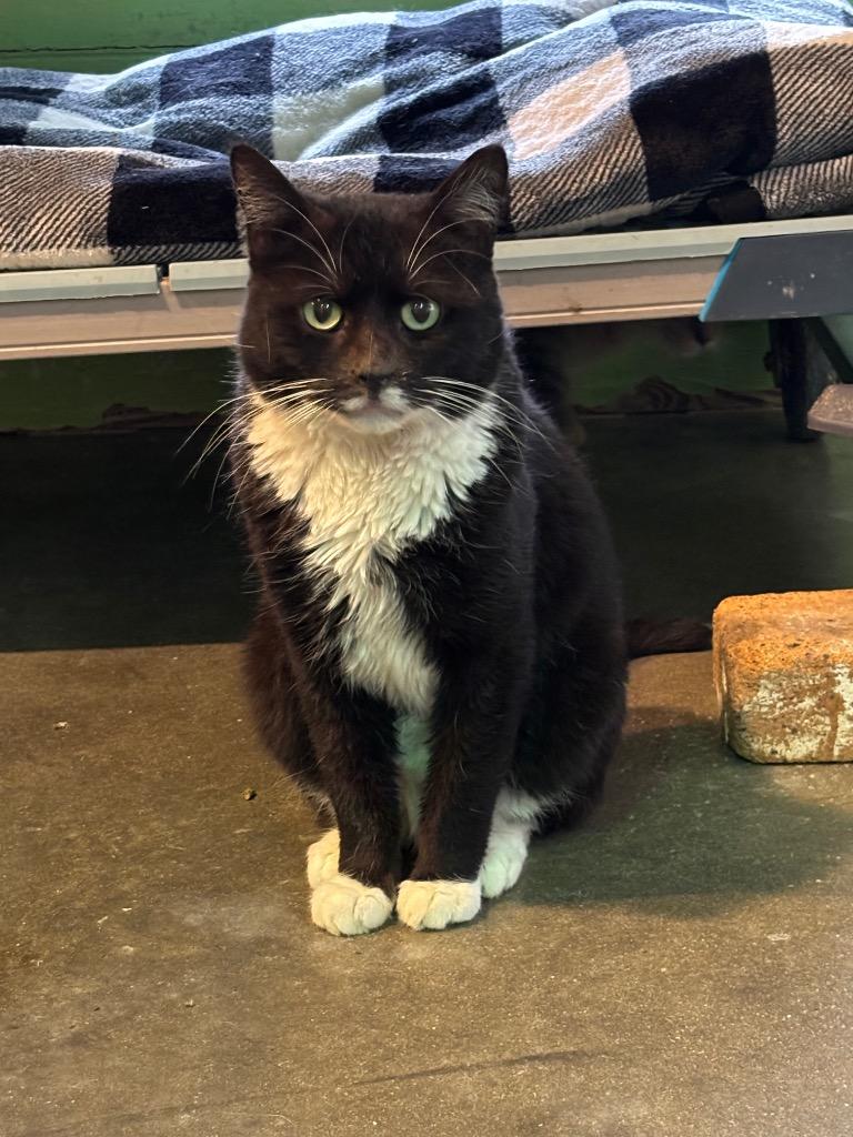 Queso (FIV+) — thumbnail 2