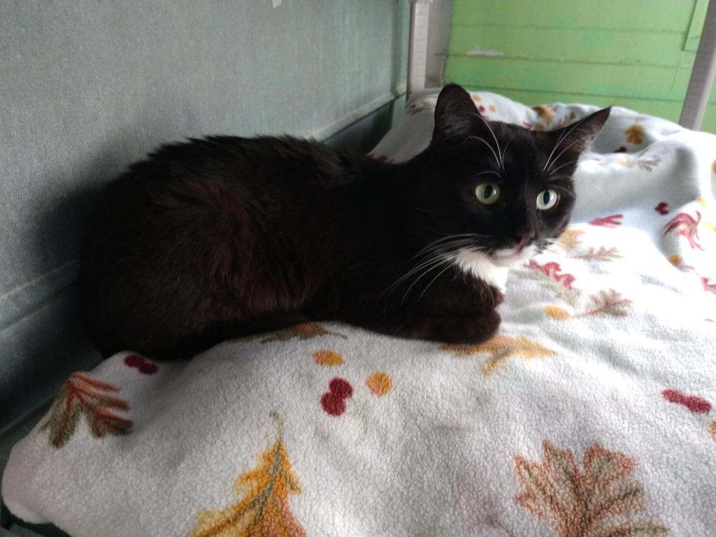 Queso (FIV+) — thumbnail 3