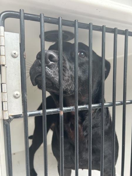 Enlarge Solana, a Adoptable mixed breed in Virginia Beach, VA image 2/2