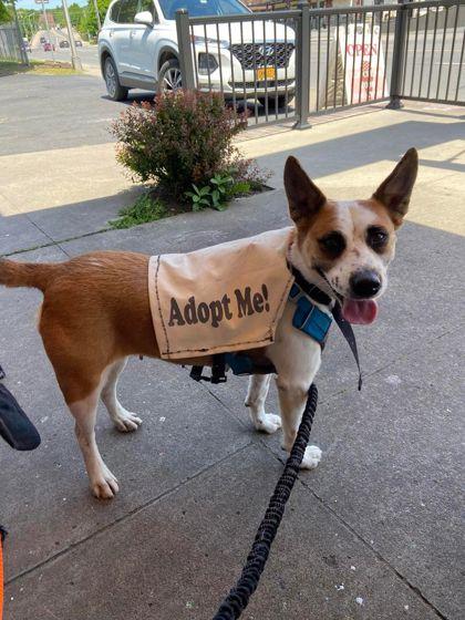 Enlarge Lucy, a Adoptable Mixed Breed in Cooperstown, NY image 2/2