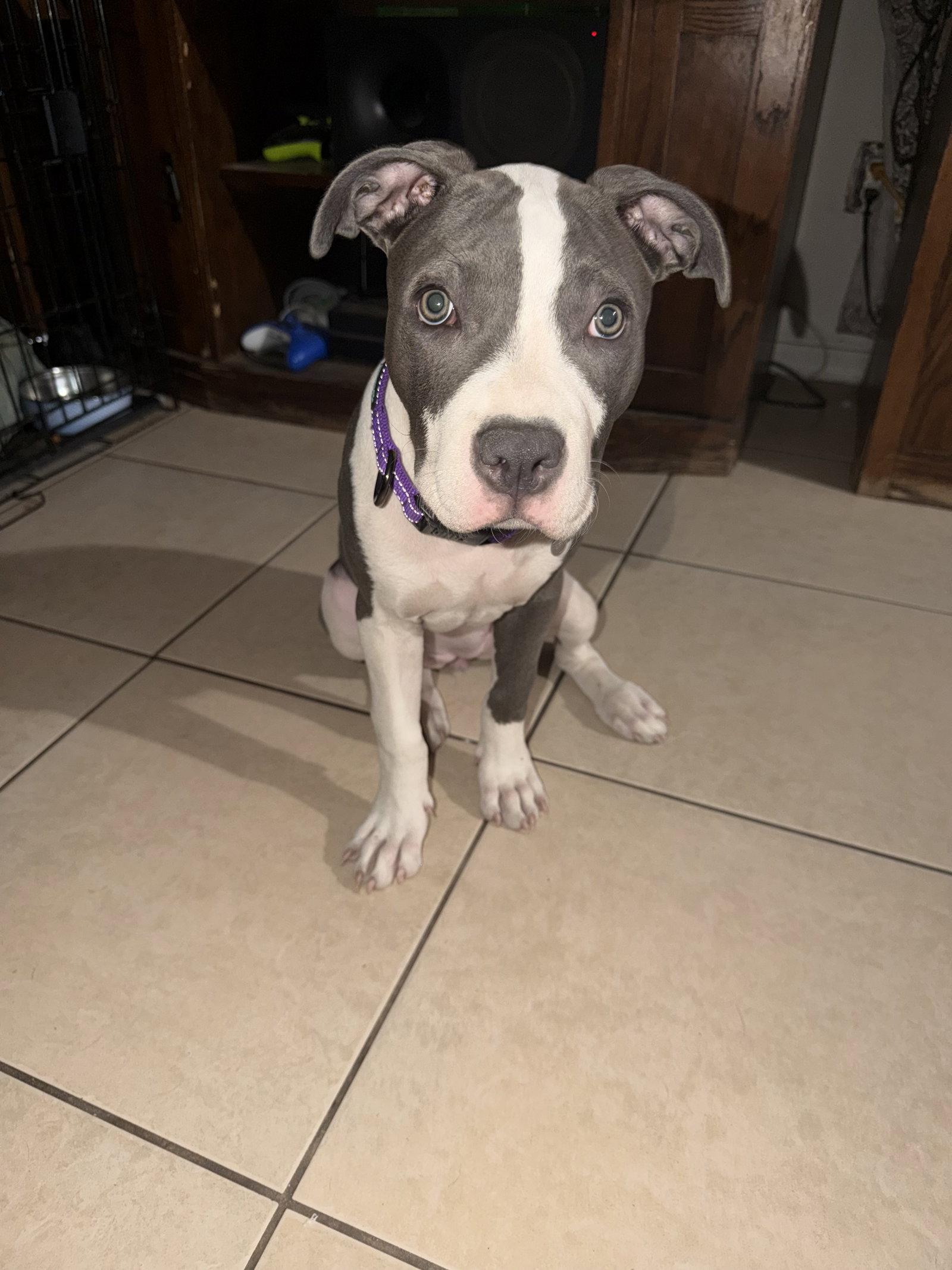 Enlarge CHLOE #13, a Adopted Pit Bull Terrier in Chandler, AZ image 1/3