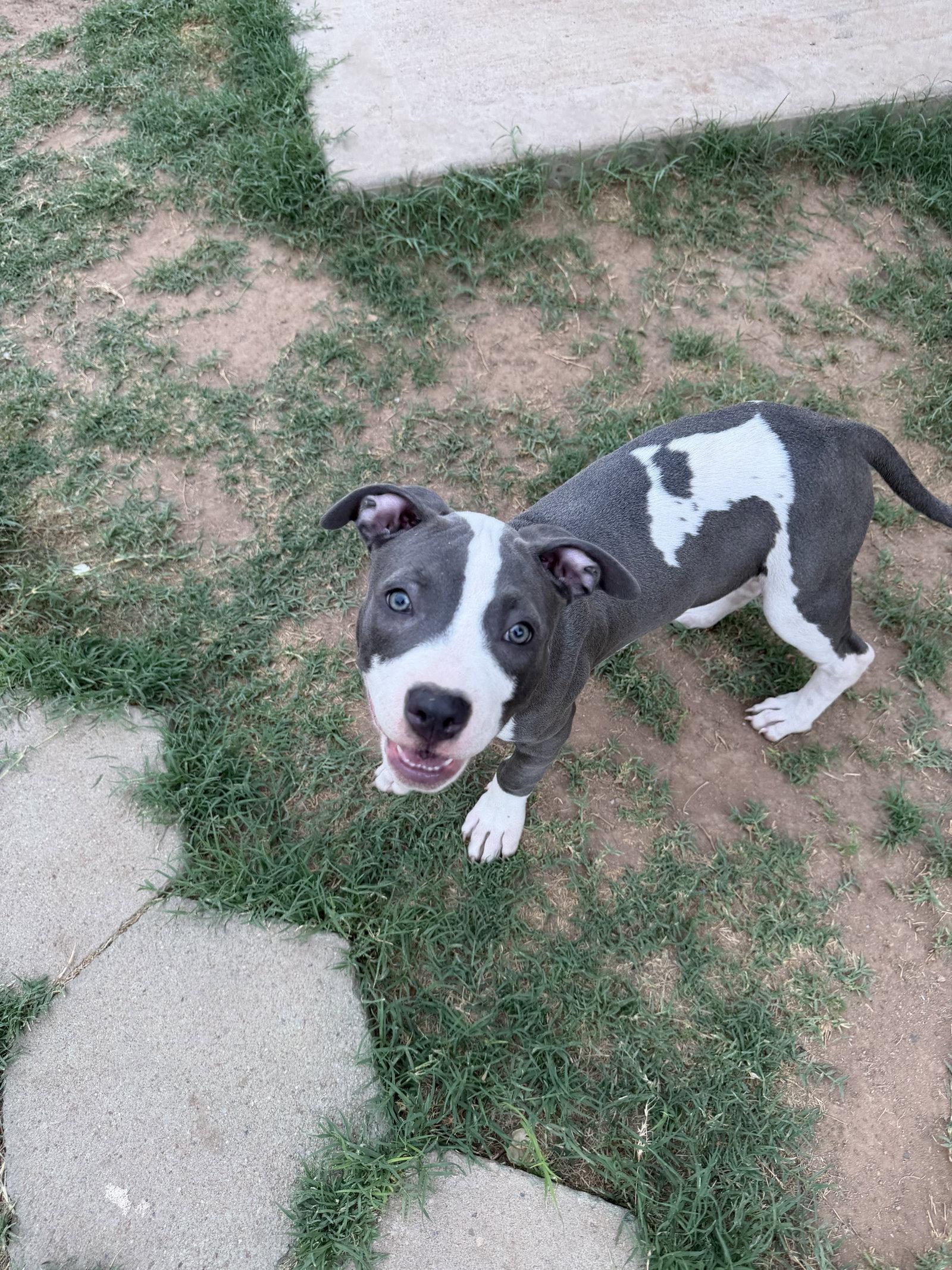 Enlarge CHLOE #13, a Adopted Pit Bull Terrier in Chandler, AZ image 2/3