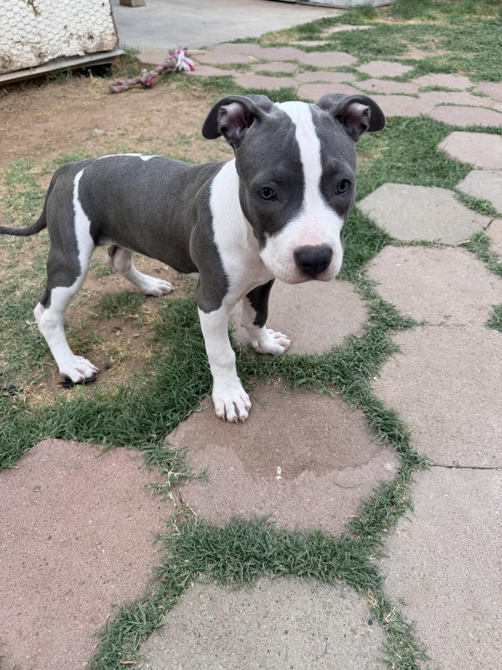 Enlarge CHLOE #13, a Adopted Pit Bull Terrier in Chandler, AZ image 3/3