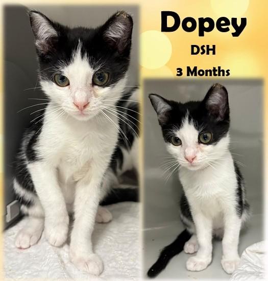 Dopey