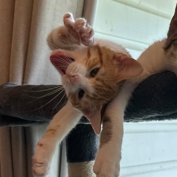 Mollie, an adopted Domestic Short Hair in Flint, TX image 2/5