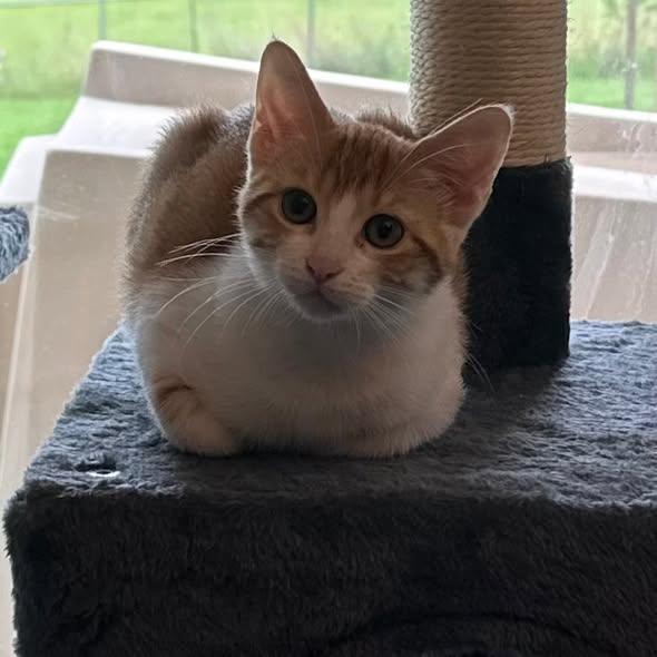 Mollie, an adopted Domestic Short Hair in Flint, TX image 5/5