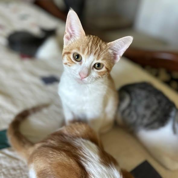 Mollie, an adopted Domestic Short Hair in Flint, TX image 1/5