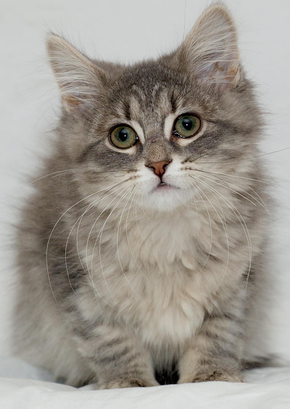 Glinda, ADOPTABLE, Young Female Domestic Medium Hair.