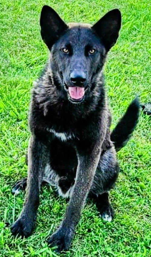 Enlarge Black Jack, a Adoptable Shepherd in Fallbrook, CA image 1/1
