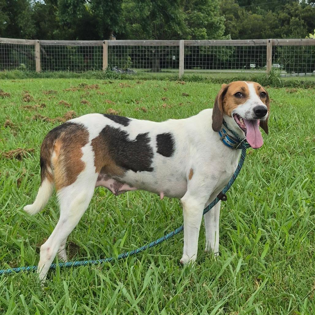 Wilda, Adoptable, Adult Female Foxhound & Beagle.