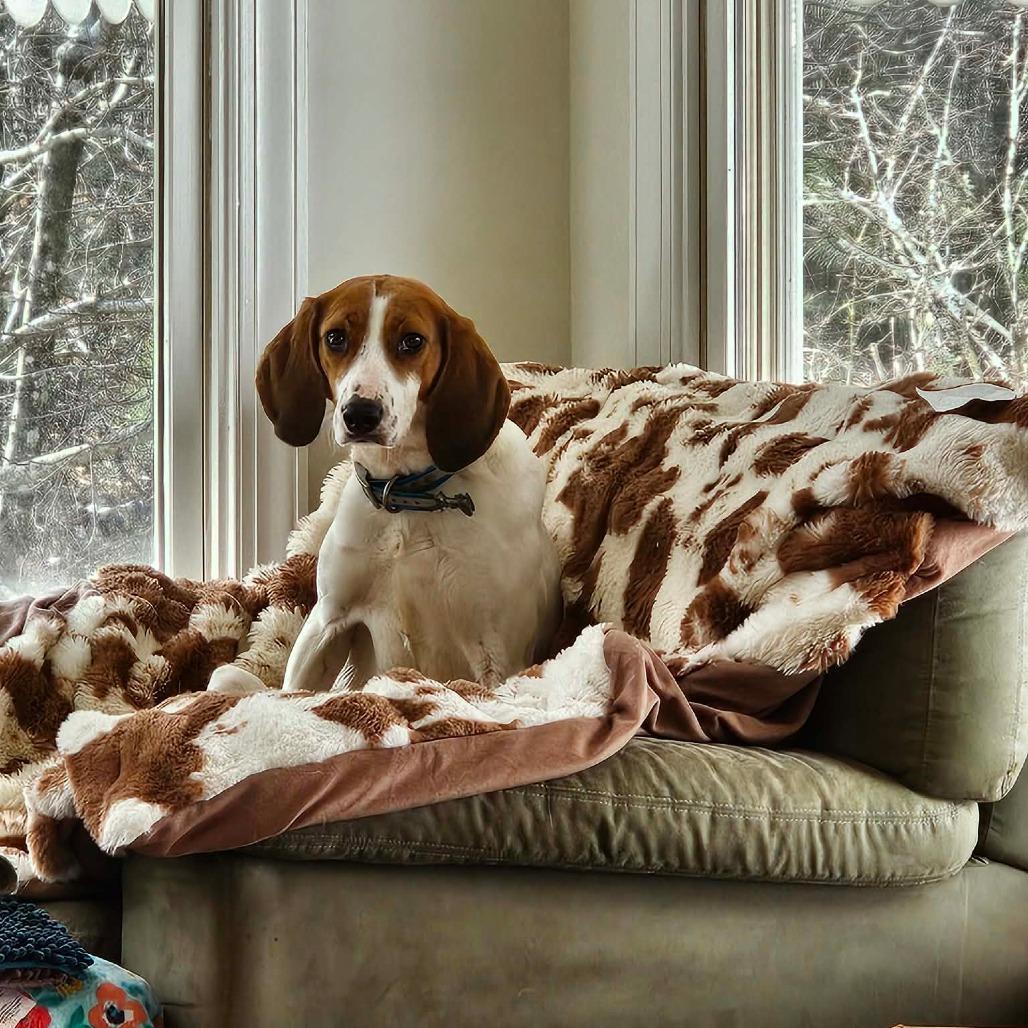 Enlarge Wilda, a Adoptable mixed breed in Chesapeake, VA image 1/2