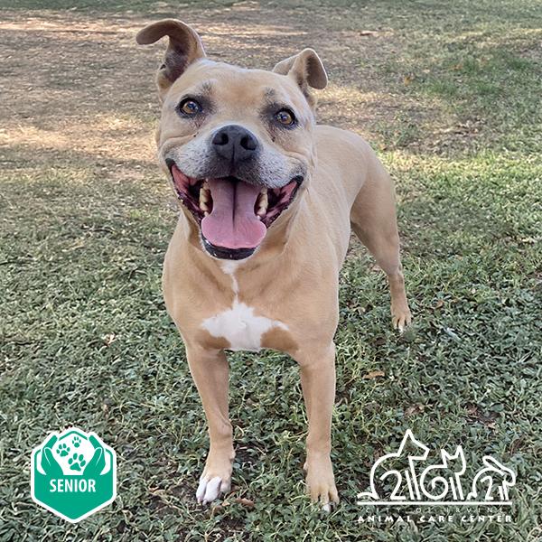 Enlarge PRINCESS, a Adoptable mixed breed in Irvine, CA image 2/2