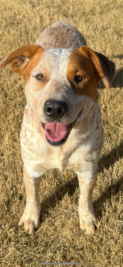 Buckles, a Adoptable Cattle Dog in East Ridge, TN image 1/6