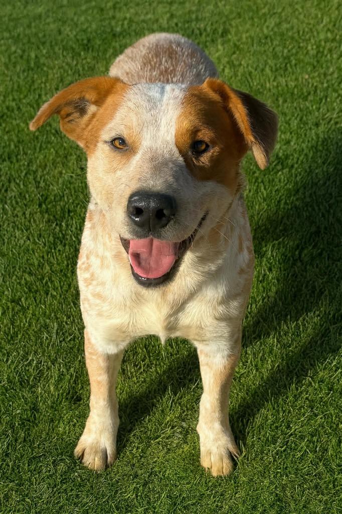 Buckles, a Adoptable Cattle Dog in East Ridge, TN image 2/6