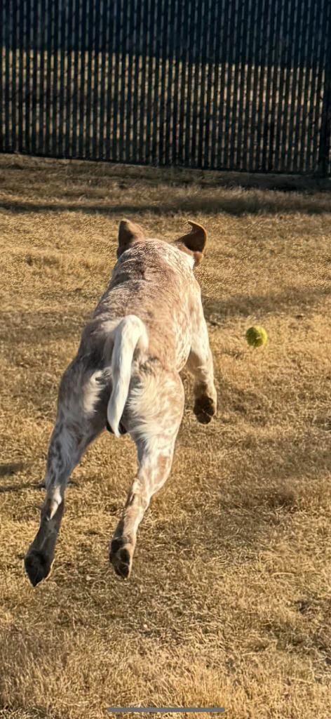 Buckles, a Adoptable Cattle Dog in East Ridge, TN image 4/6