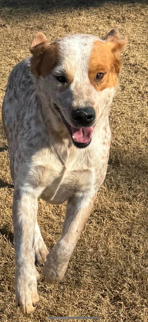 Buckles, a Adoptable Cattle Dog in East Ridge, TN image 5/6