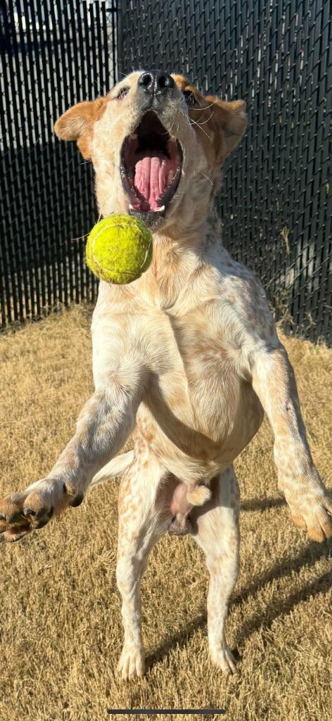 Buckles, a Adoptable Cattle Dog in East Ridge, TN image 6/6