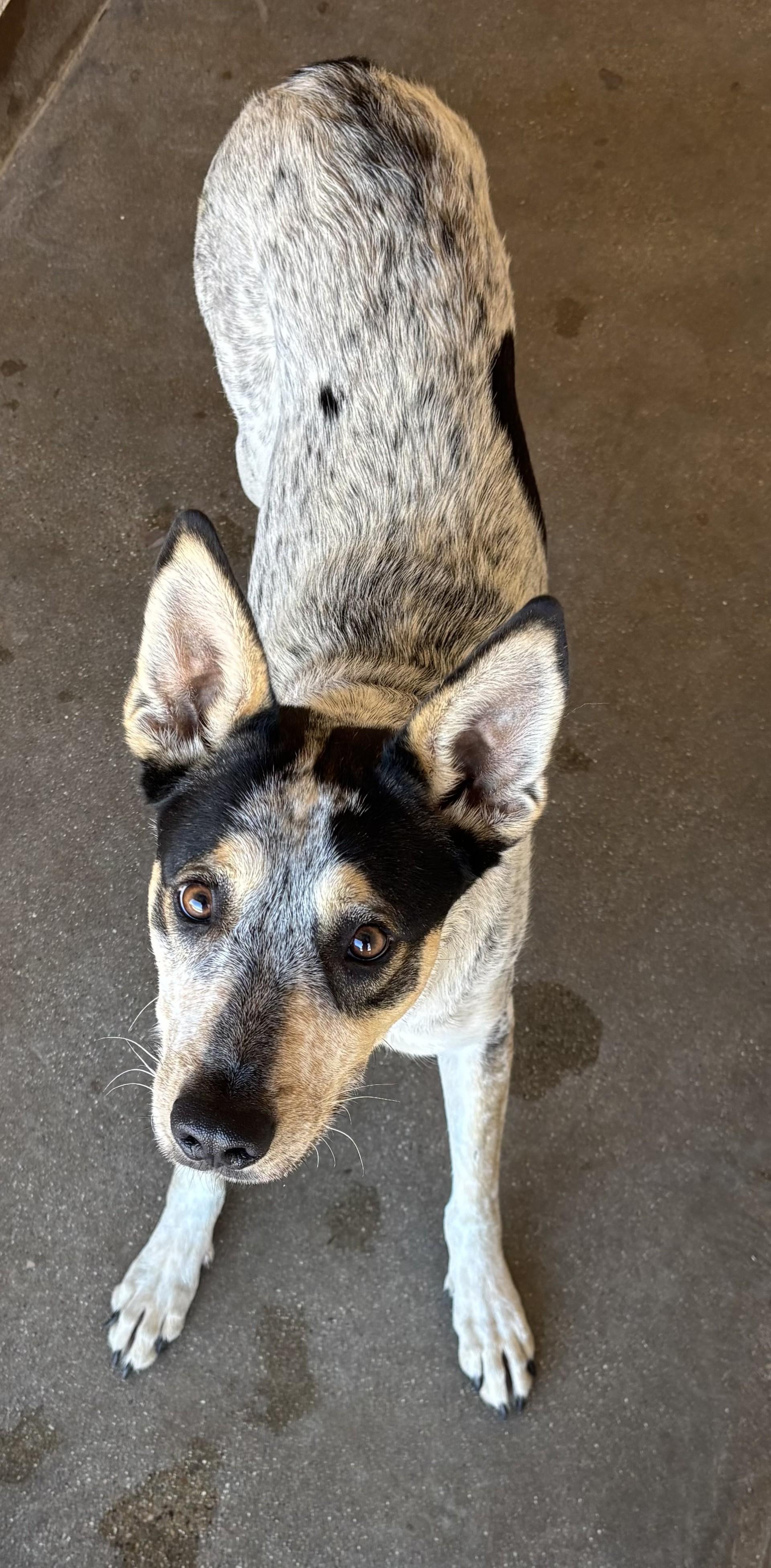 Enlarge Ace, a Adoptable mixed breed in Sierra Vista, AZ image 1/1