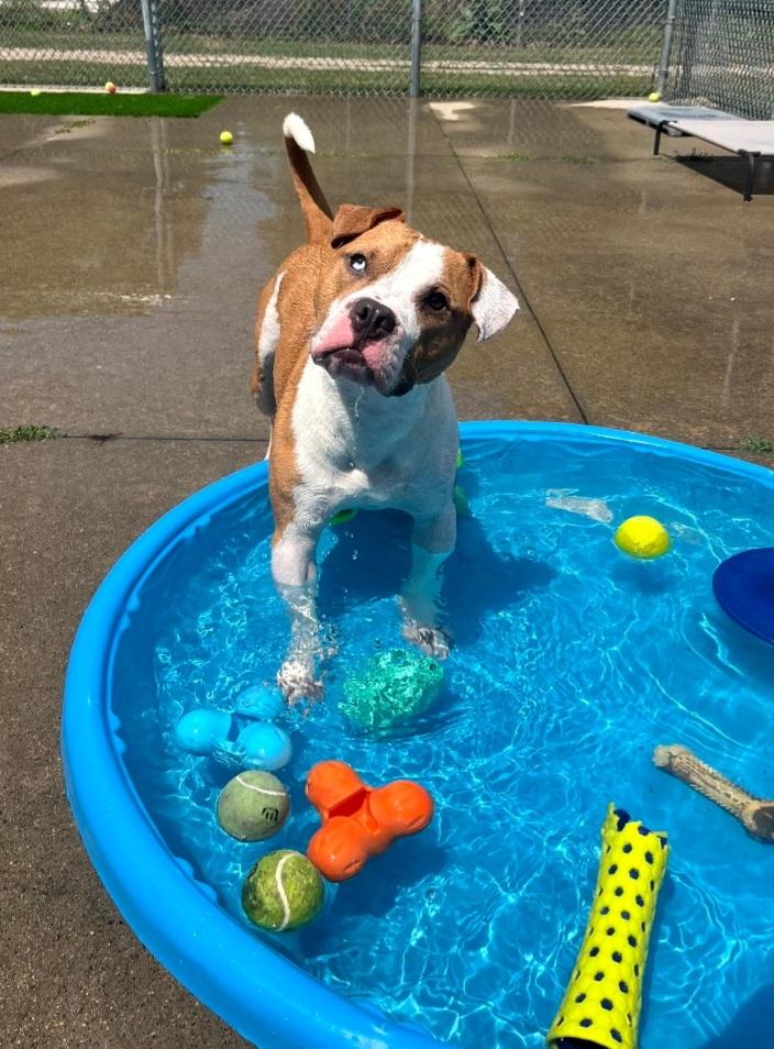 135 Bentley, ADOPTABLE, Young Male Pit Bull Terrier.