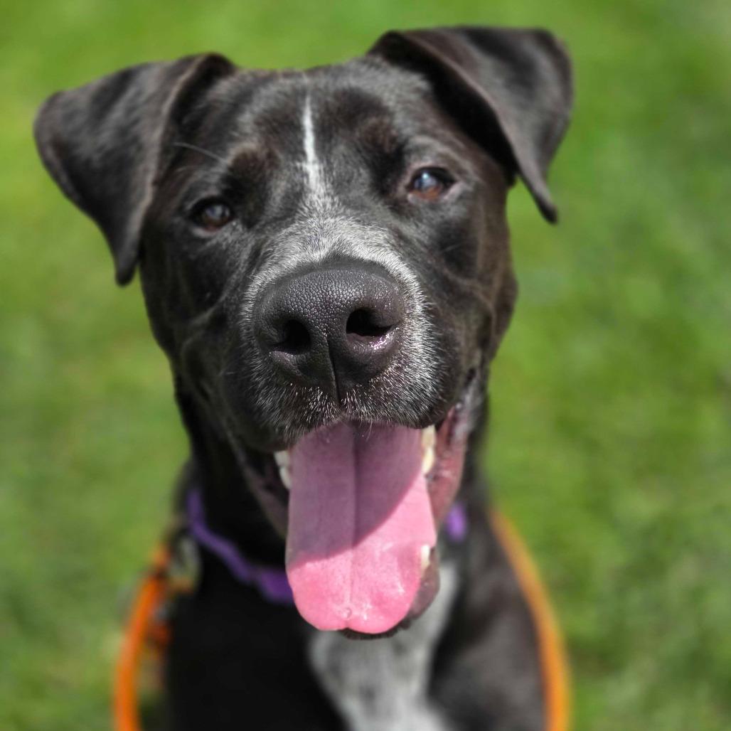 Marcus, Adoptable, Young Male Labrador Retriever.