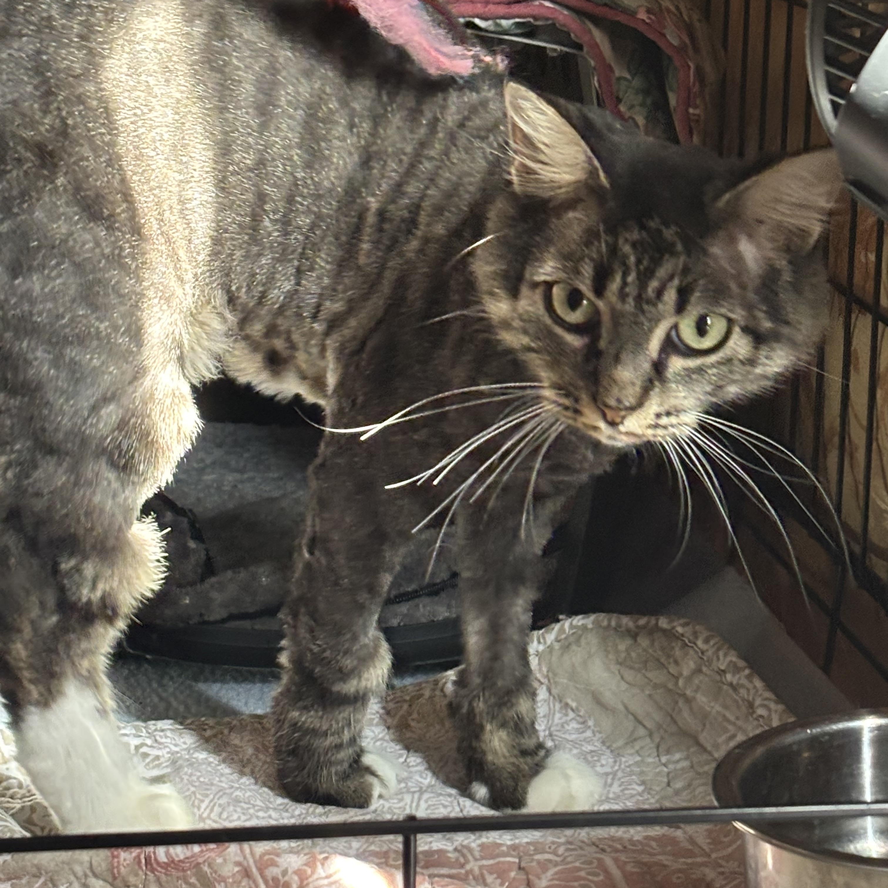 Enlarge Mrs Nesbit, a Adoptable Domestic Medium Hair in Pittsburgh, PA image 4/4
