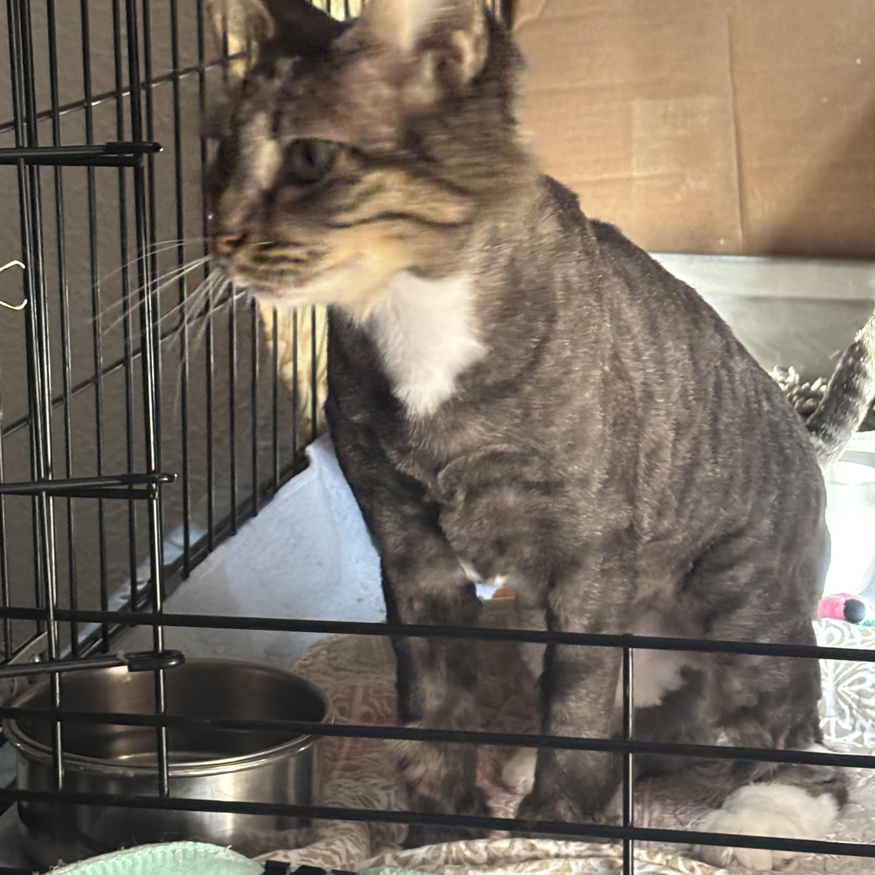 Enlarge Mrs Nesbit, a Adoptable Domestic Medium Hair in Pittsburgh, PA image 3/4