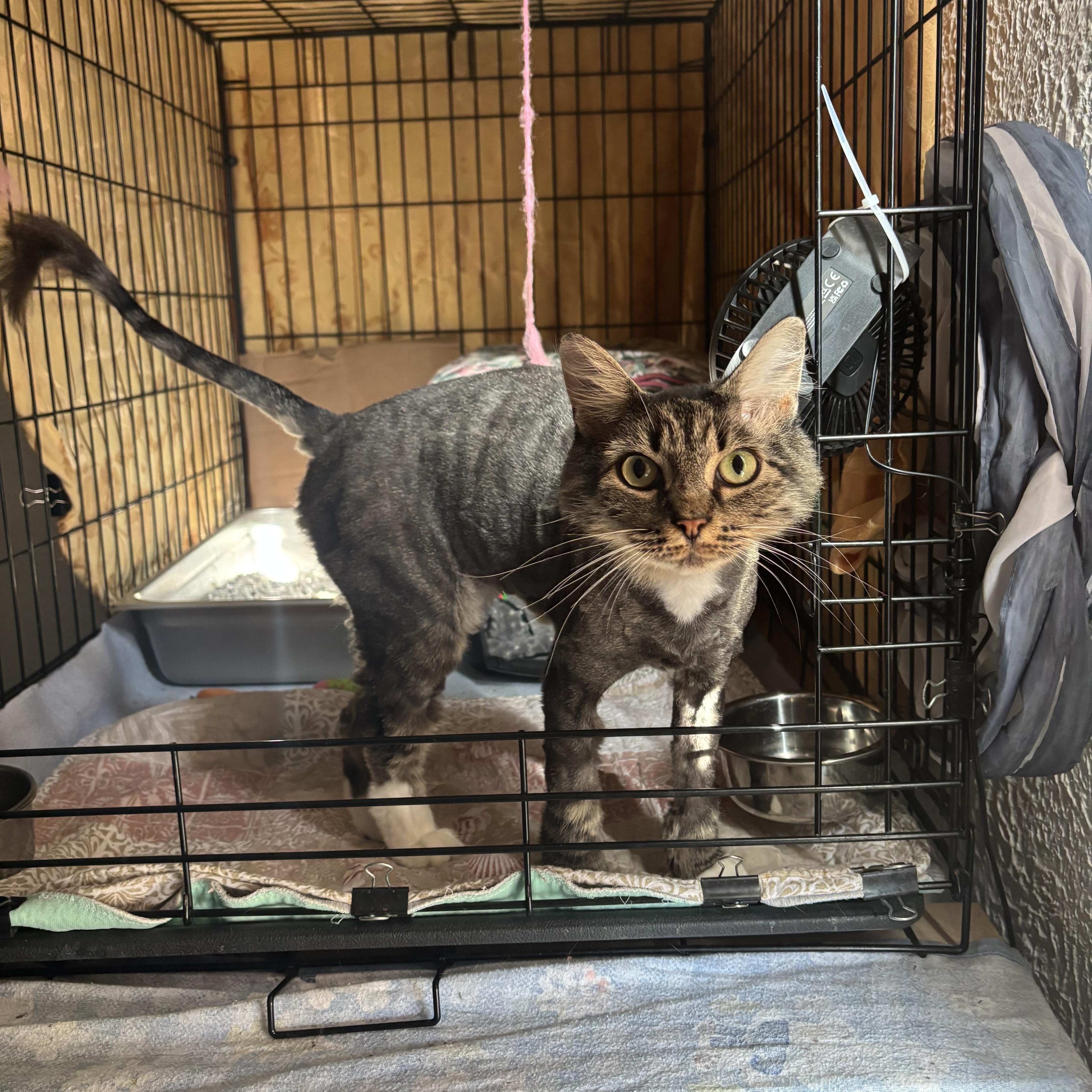 Enlarge Mrs Nesbit, a Adoptable Domestic Medium Hair in Pittsburgh, PA image 2/4