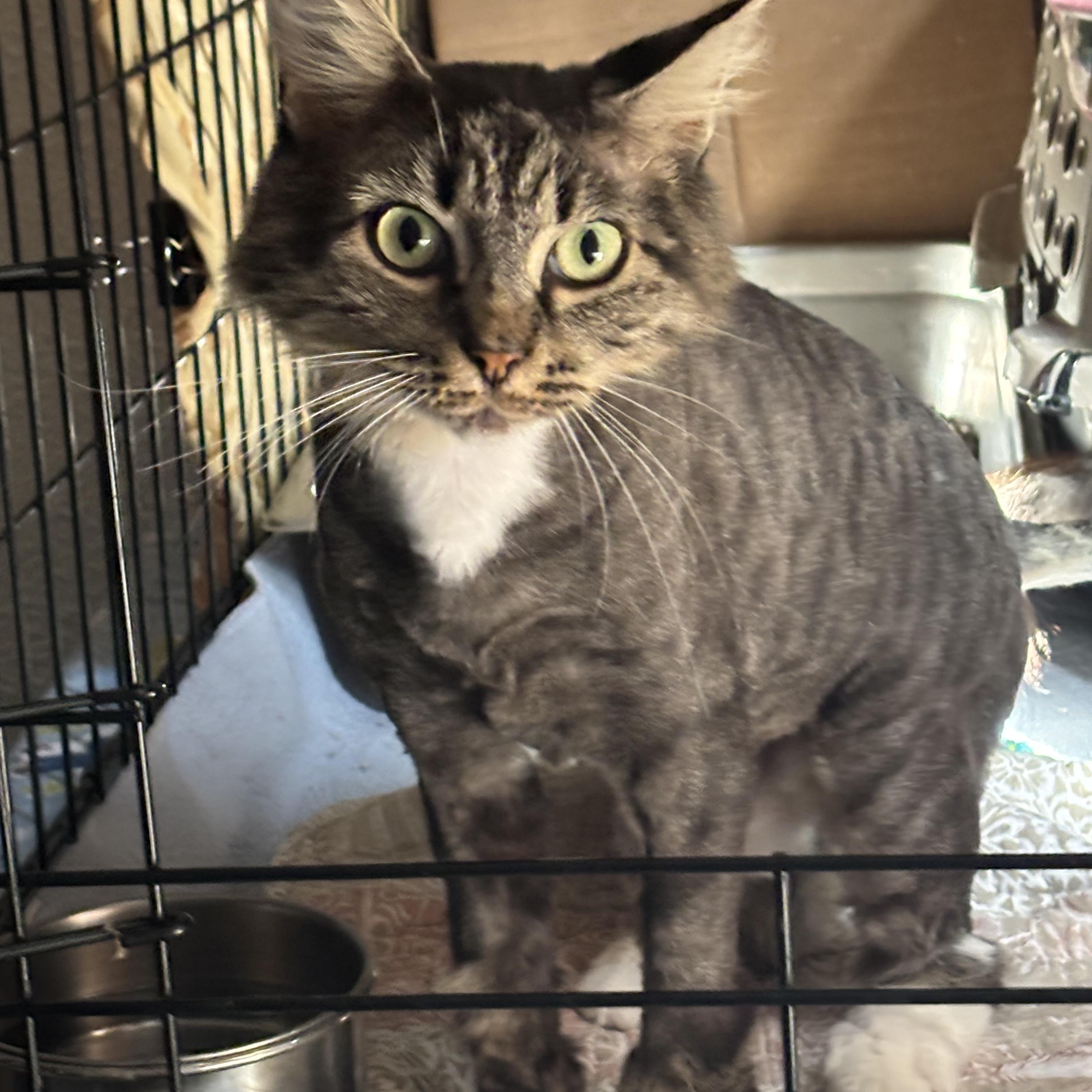 Mrs Nesbit, Adoptable, Young Female Domestic Medium Hair.