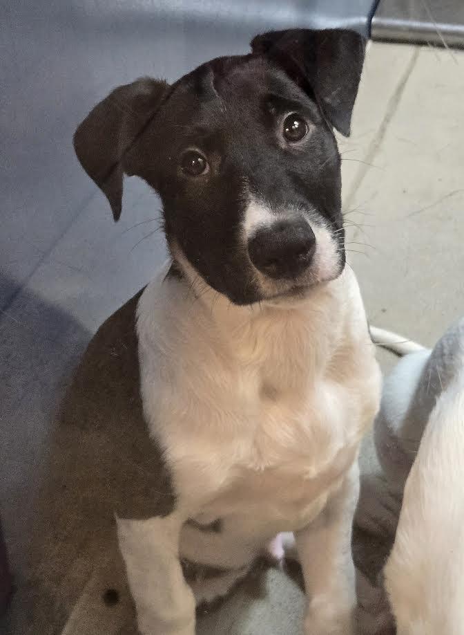 Enlarge Clayton, an adoptable mixed breed in Bellingham, WA image 3/4