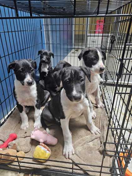 Enlarge Clayton, an adoptable mixed breed in Bellingham, WA image 4/4
