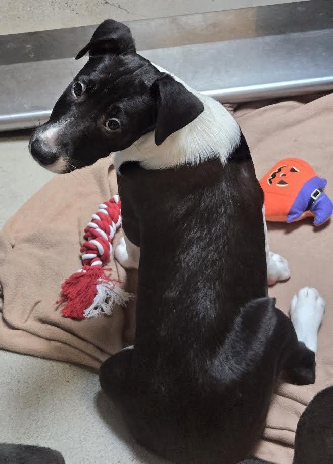Enlarge Clayton, an adoptable mixed breed in Bellingham, WA image 2/4