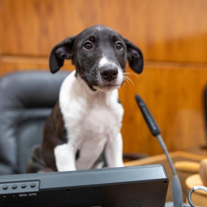 Clayton, adoptable, Puppy Male Mixed Breed.
