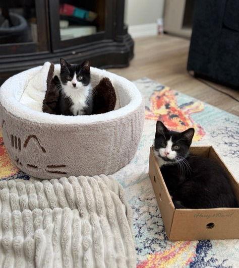 Ollie KITTEN, Adopted, Kitten Male Domestic Short Hair.