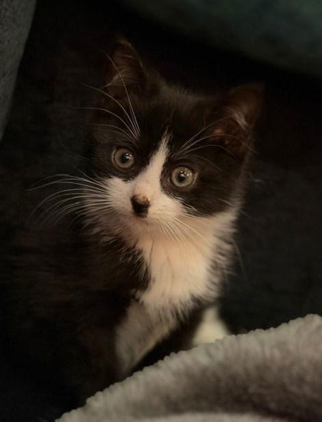 Ollie KITTEN, a Adopted Domestic Short Hair in Rockaway, NJ image 2/3