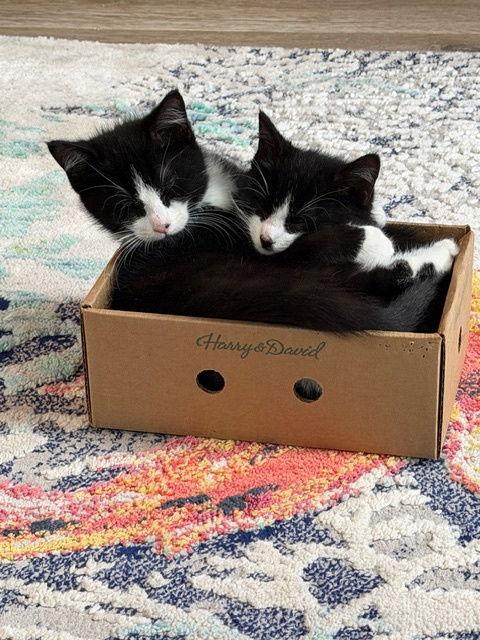 Ollie KITTEN, a Adopted Domestic Short Hair in Rockaway, NJ image 3/3