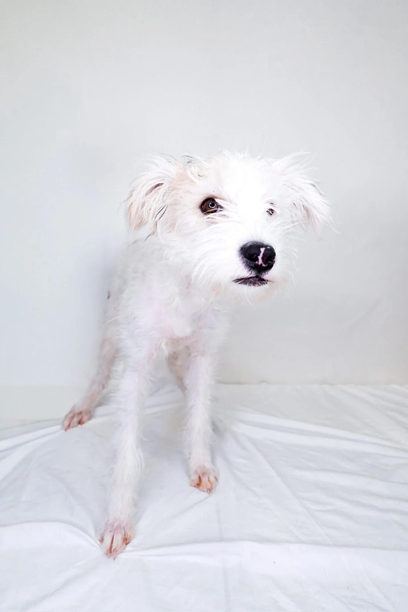 PT Barnum, an adopted mixed breed in Bixby, OK image 3/3