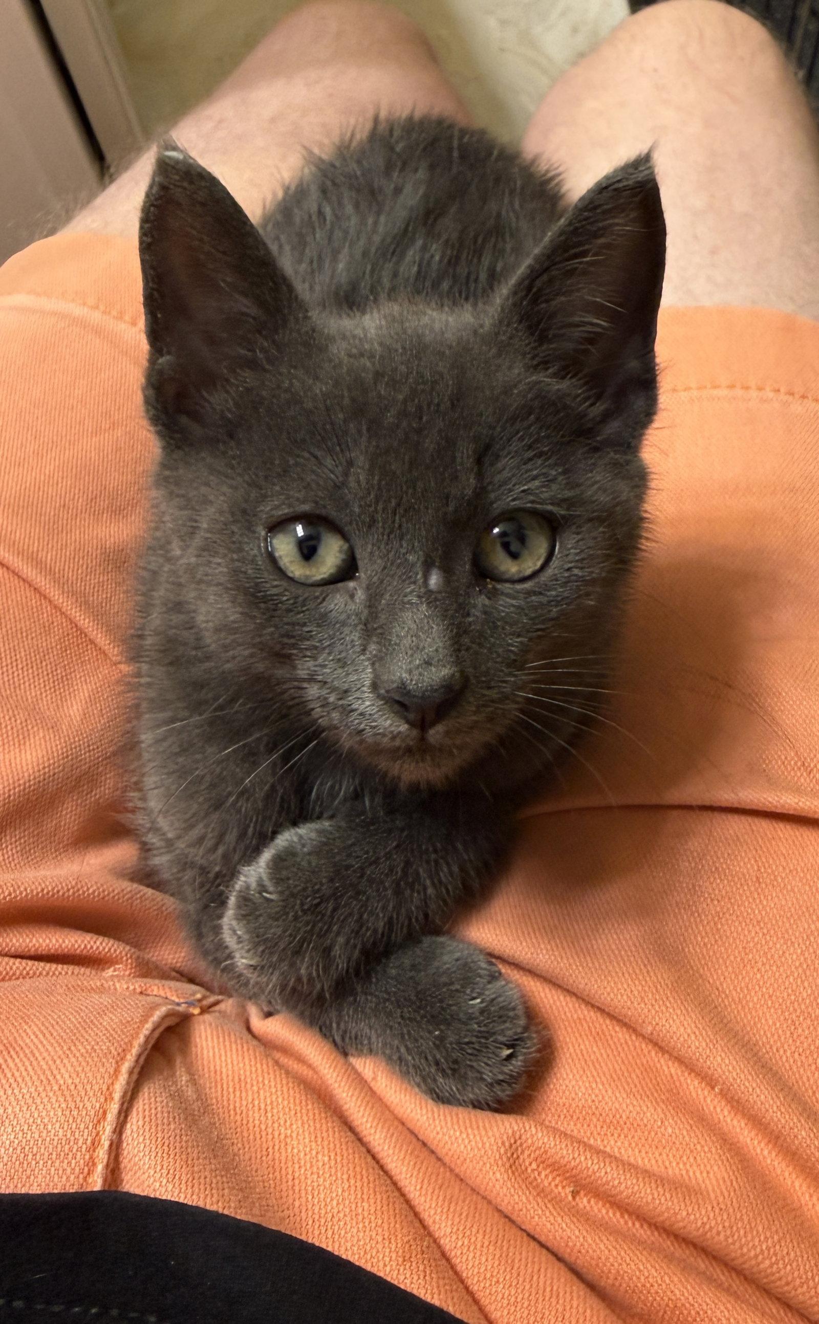Enlarge Alfa Romeo, a Adoptable mixed breed in St. Cloud, FL image 2/3